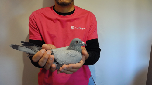 Pigeon image