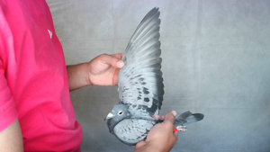 Pigeon image