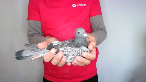 Pigeon image