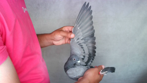 Pigeon image