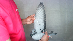 Pigeon image