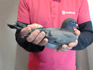 Pigeon image