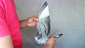 Pigeon image