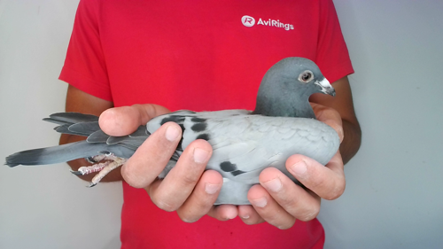Pigeon image