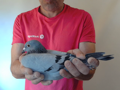 Pigeon image