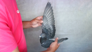 Pigeon image