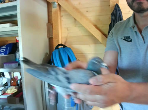 Pigeon image
