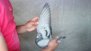 Pigeon image