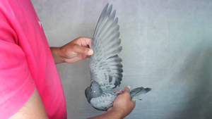 Pigeon image