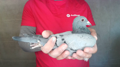 Pigeon image