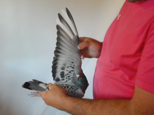Pigeon image