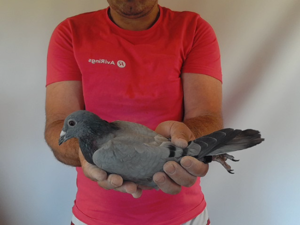 Pigeon image