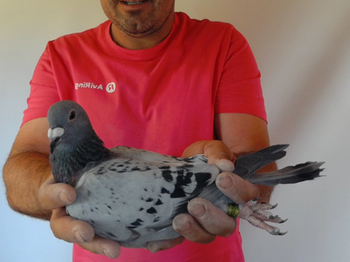 Pigeon image
