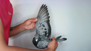 Pigeon image
