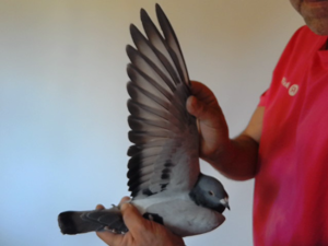 Pigeon image