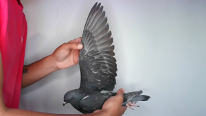 Pigeon image