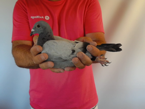 Pigeon image