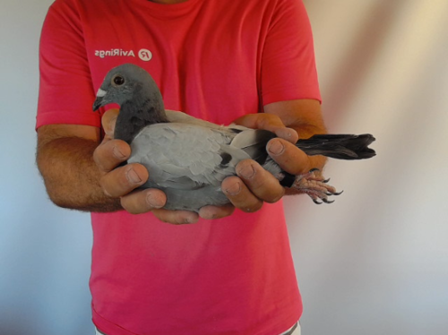 Pigeon image