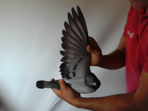 Pigeon image