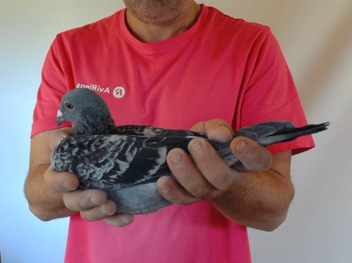 Pigeon image