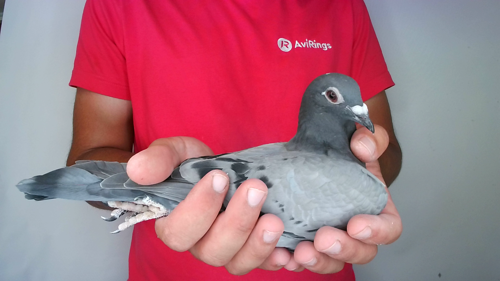 Pigeon image