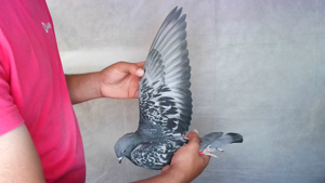Pigeon image