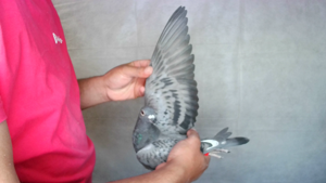 Pigeon image