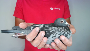 Pigeon image