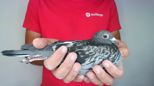 Pigeon image