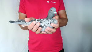 Pigeon image