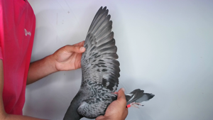 Pigeon image