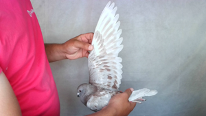 Pigeon image