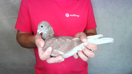 Pigeon image