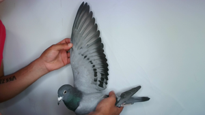 Pigeon image