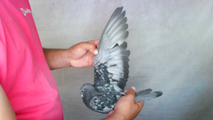 Pigeon image