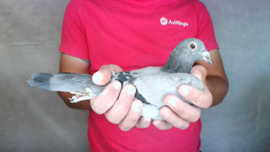 Pigeon image
