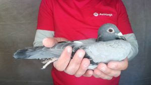 Pigeon image