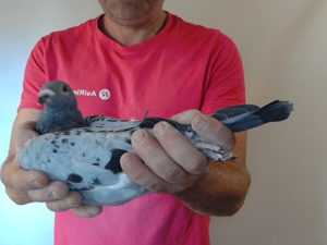 Pigeon image