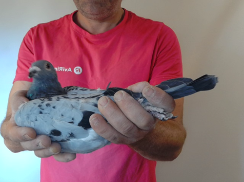 Pigeon image