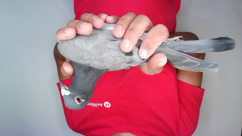 Pigeon image