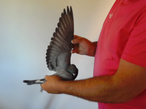 Pigeon image