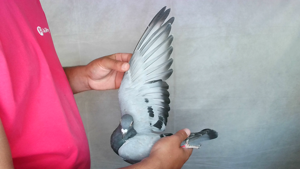 Pigeon image