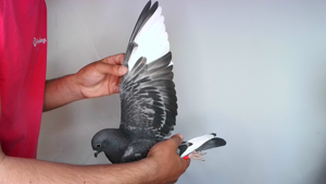Pigeon image