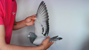 Pigeon image