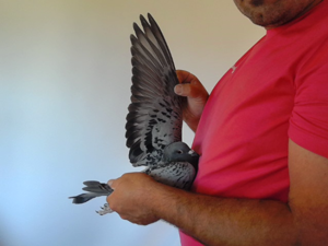 Pigeon image