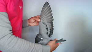 Pigeon image