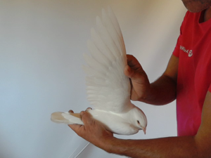 Pigeon image