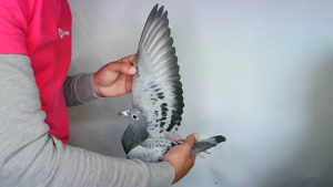 Pigeon image