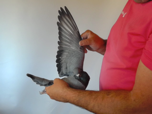 Pigeon image