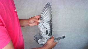 Pigeon image